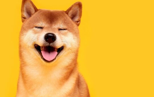 Shiba Inu Team Seeks to Launch SHIB Domains for Websites and Email